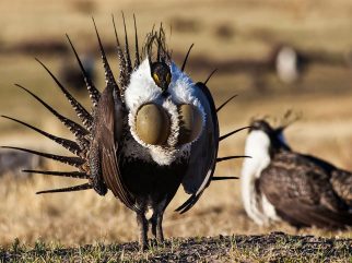 Greater Sage-Grouse (Centrocercus urophasianus)
