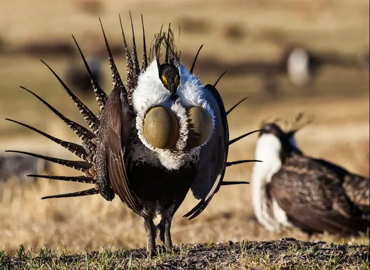 Greater Sage-Grouse (Centrocercus urophasianus)
