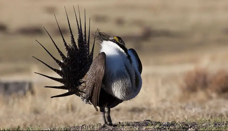 Greater Sage-Grouse (Centrocercus urophasianus)