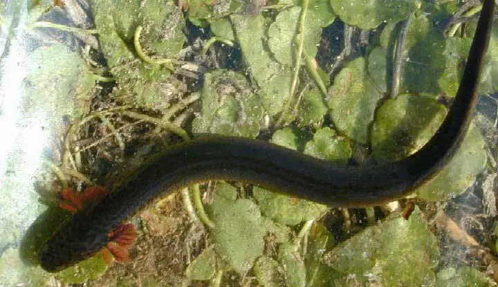 greater siren