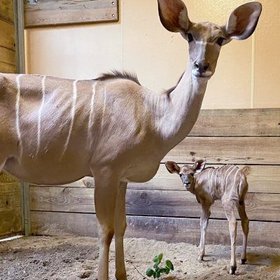 greater kudu calf Indianapolis zoo