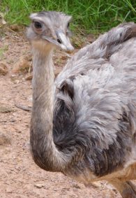 greater rhea
