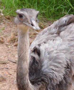 greater rhea