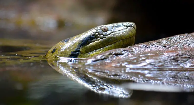 Green Anaconda