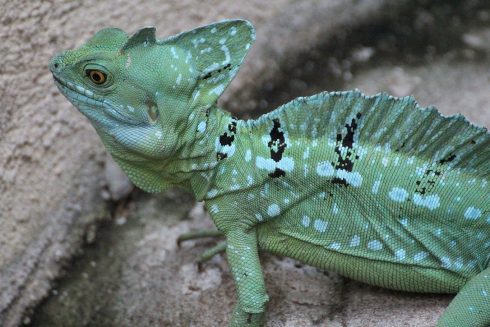 green basilisk