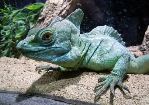 green basilisk