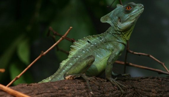 green basilisk