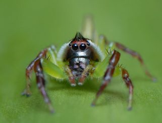 green jumping spider