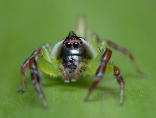green jumping spider