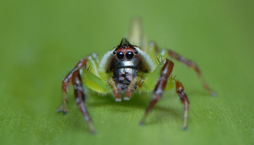 green jumping spider