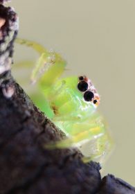 green jumping spider