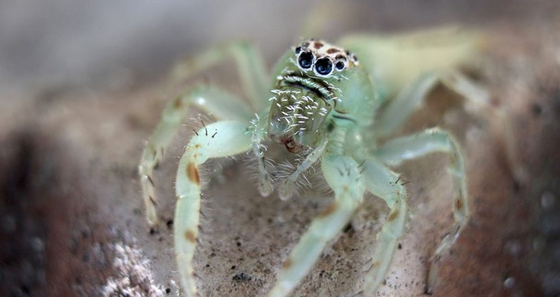 green jumping spider