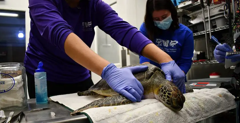 Green Sea Turtle Rescued Audubon