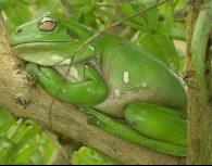green tree frog