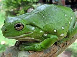 green tree frog