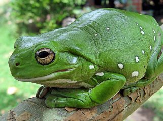 green tree frog