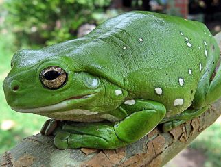 green tree frog