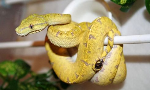 green tree python