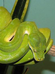 green tree python