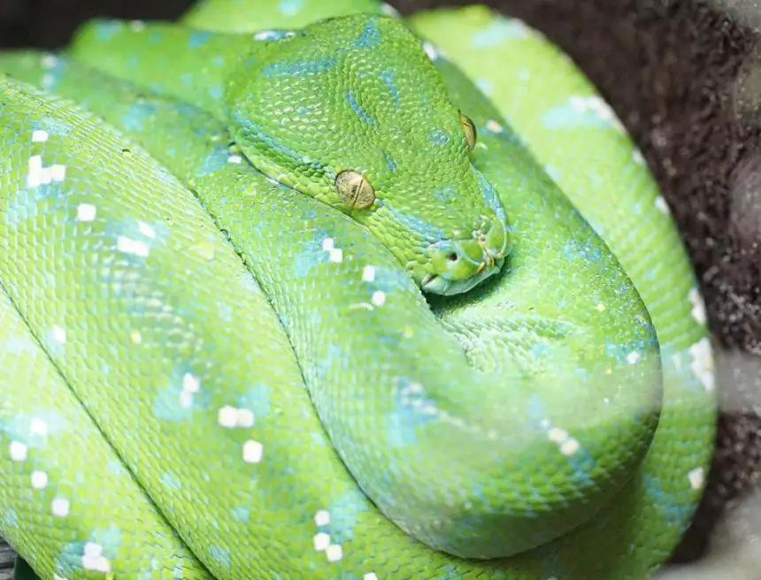 Scrub (Amethystine) Python | The Animal Facts | Appearance, Diet, Habitat