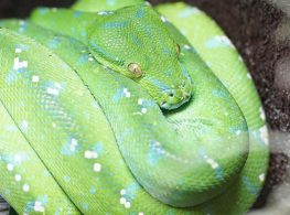 green tree python