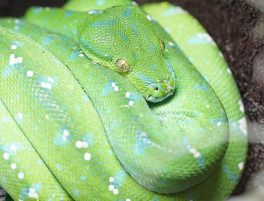green tree python