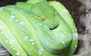 green tree python
