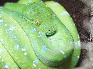 green tree python