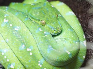 green tree python