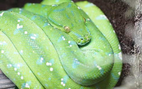 green tree python