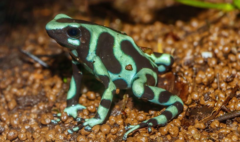 green and black poison frog