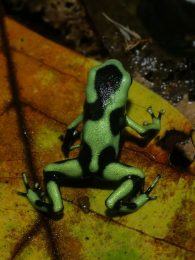 green and black poison frog