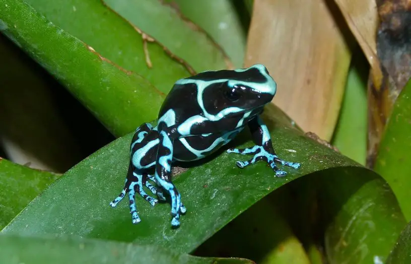 green and black poison frog