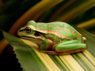 green and gold bell frog
