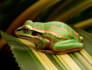 green and gold bell frog