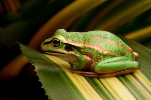 green and gold bell frog