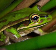 green and gold bell frog