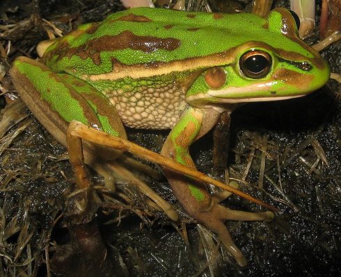 green and gold bell frog