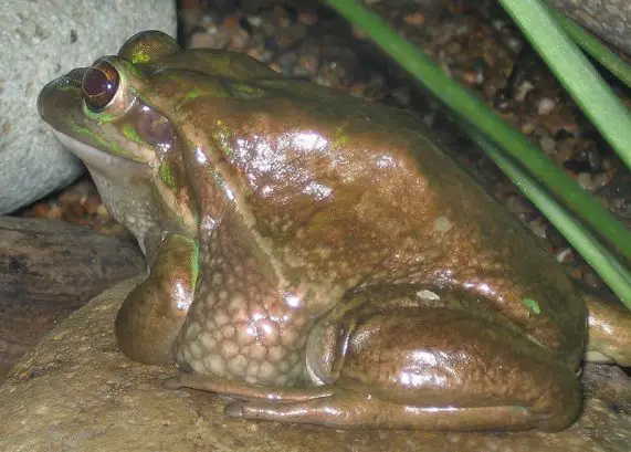 green and gold bell frog