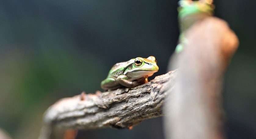 Aussie Ark Frog Breeding Success