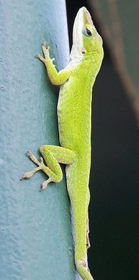 green anole