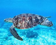green sea turtle