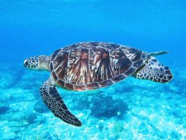 green sea turtle