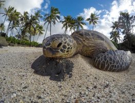 green sea turtle
