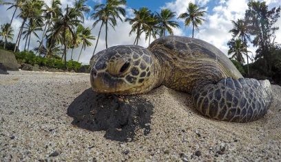 green sea turtle