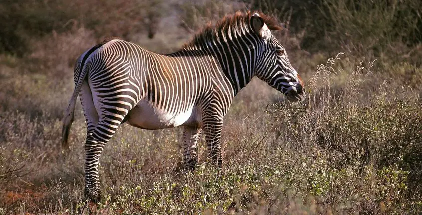 grevy's zebra
