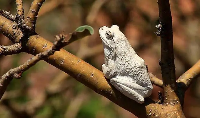 Grey Foam Nesting Frog