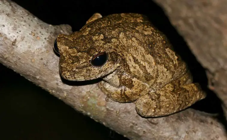 Grey Foam Nesting Frog