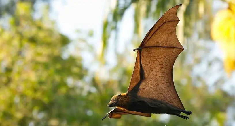 Grey Headed Flying Fox