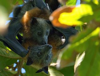 Grey Headed Flying Fox